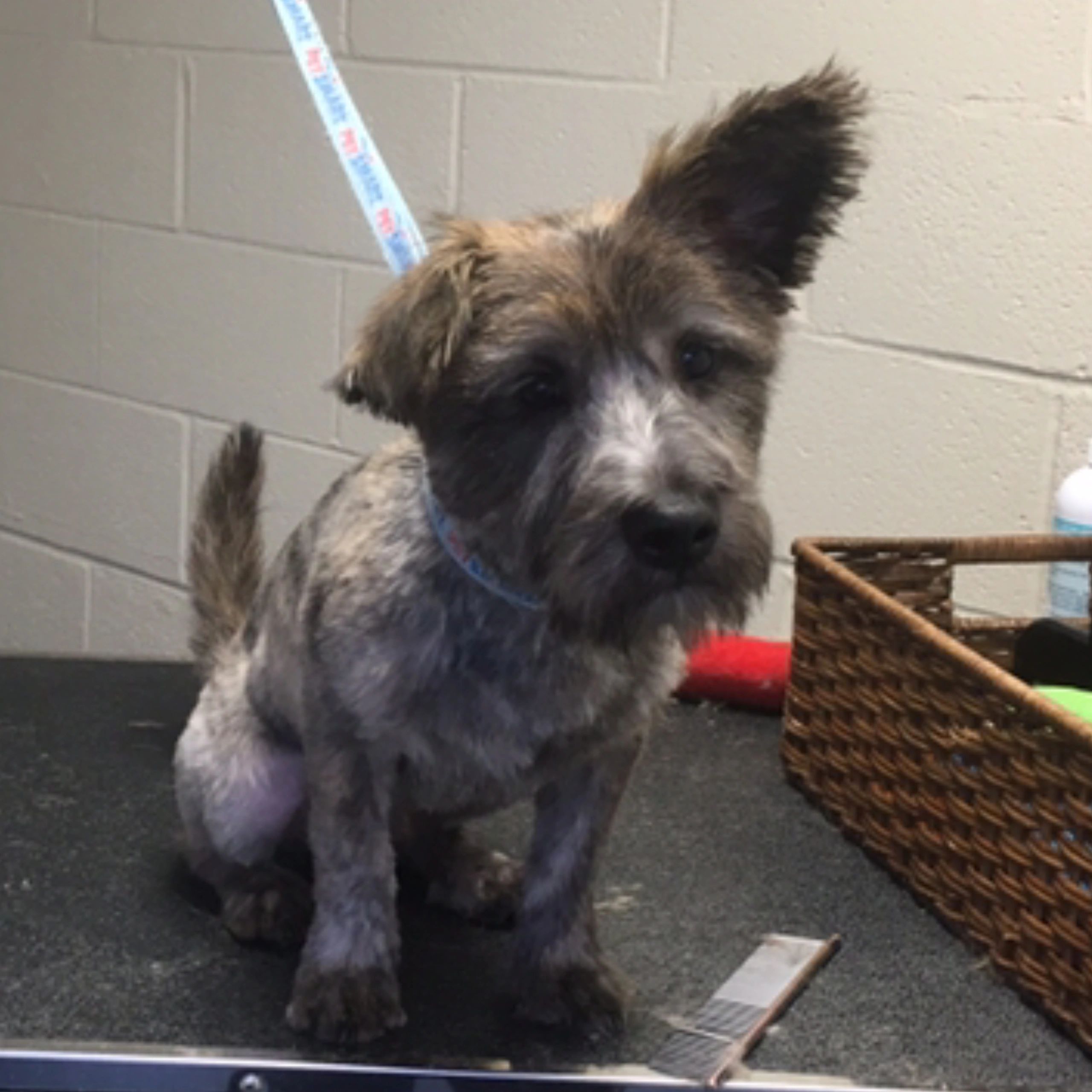 The Grooming Coop Pet Groomer Schertz, Texas